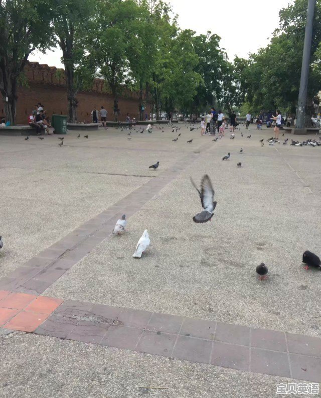 bie是什么意思 - 宝贝英语