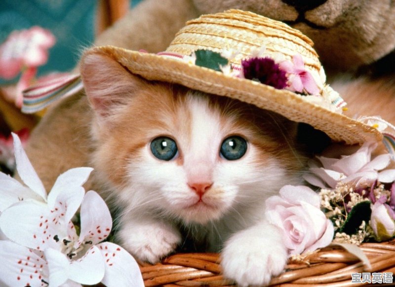 猫在德语里是阴性还是阳性 - 宝贝英语