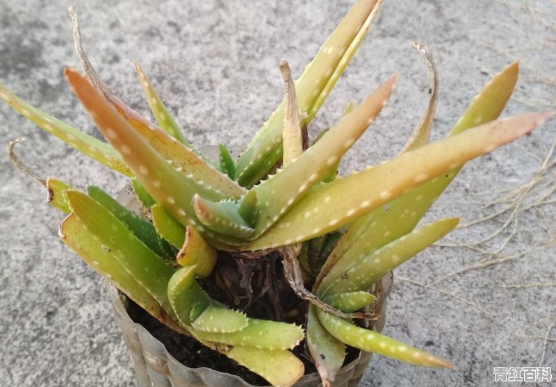 芦荟开花变十黄需要怎么做才会养好