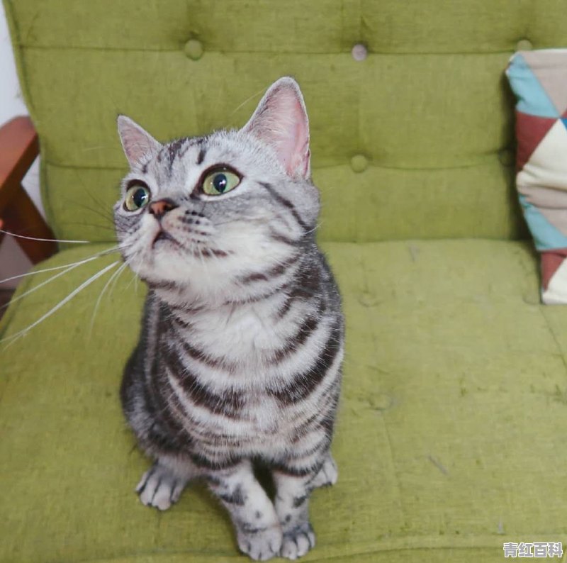 猫咪拉稀该怎么解决