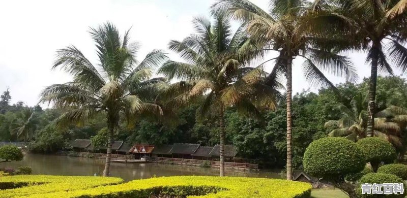 版纳市区美食推荐餐厅有哪些地方好吃的