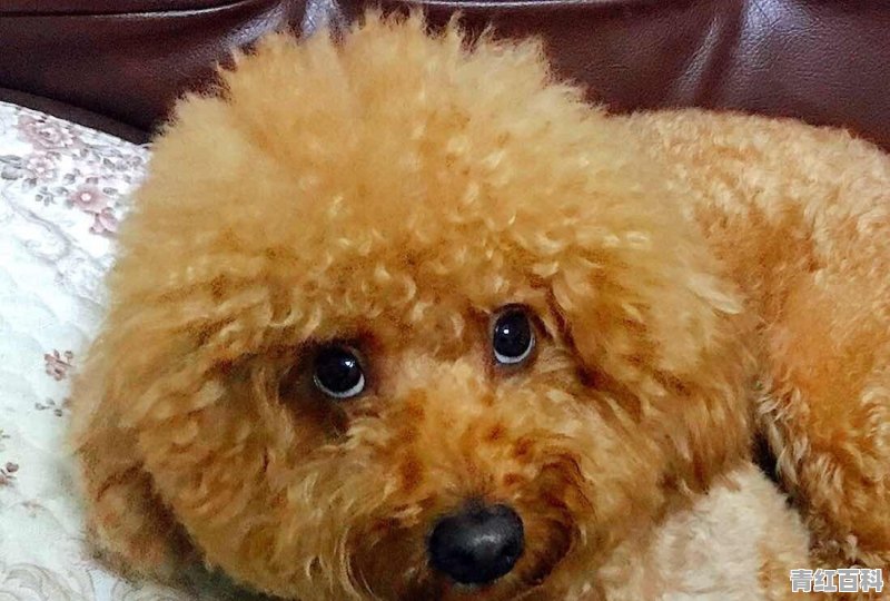 泰迪犬为什么会拉稀？怎么办呢