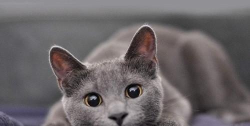 猫咪感冒怎么治