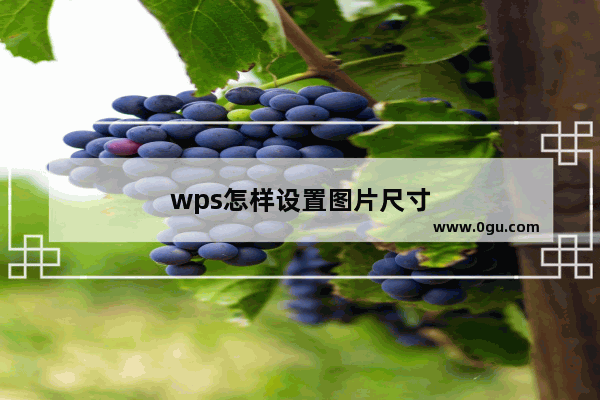 wps怎样设置图片尺寸