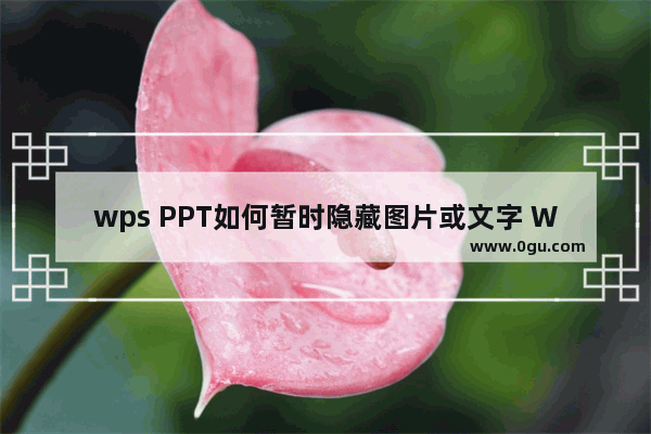 wps PPT如何暂时隐藏图片或文字 WPS PPT设置暂时隐藏图片或文字的方法