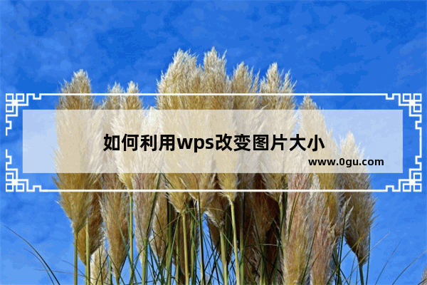 如何利用wps改变图片大小