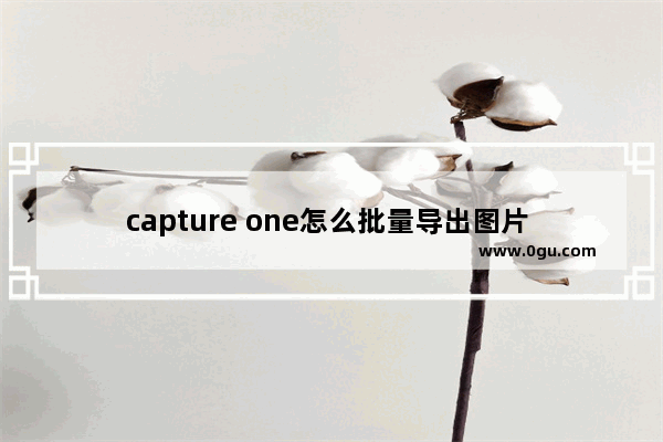 capture one怎么批量导出图片 capture one10批量导出图片的方法
