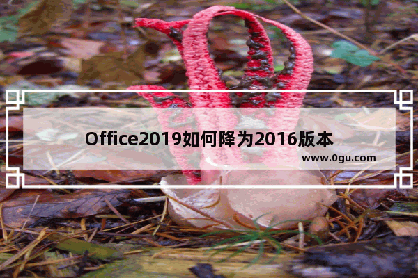 Office2019如何降为2016版本？附操作教学