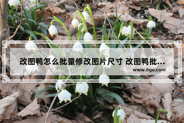 改图鸭怎么批量修改图片尺寸 改图鸭批量修改图片尺寸的方法