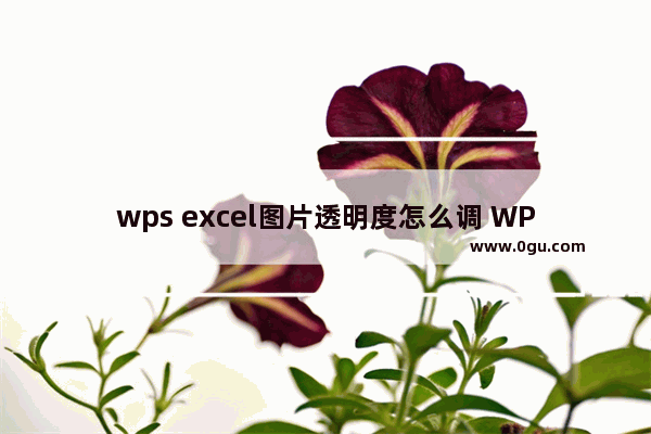 wps excel图片透明度怎么调 WPS excel设置图片透明度的方法