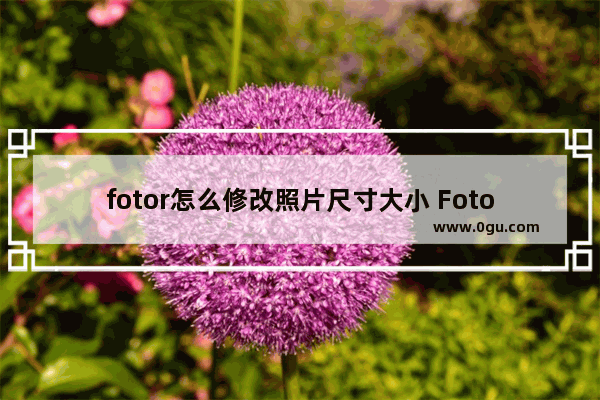 fotor怎么修改照片尺寸大小 Fotor批量修改图片尺寸的方法