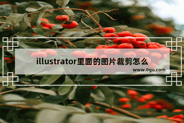 illustrator里面的图片裁剪怎么做 Adobe illustrator按形状裁剪图片的方法