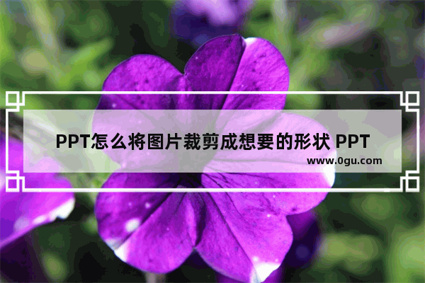 PPT怎么将图片裁剪成想要的形状 PPT将图片裁剪成想要的形状的方法