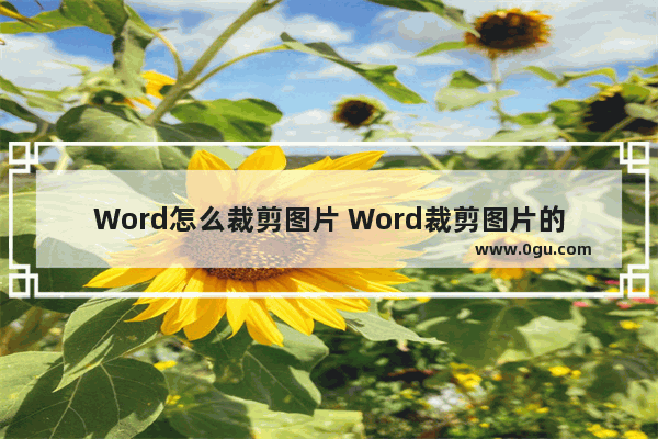 Word怎么裁剪图片 Word裁剪图片的方法