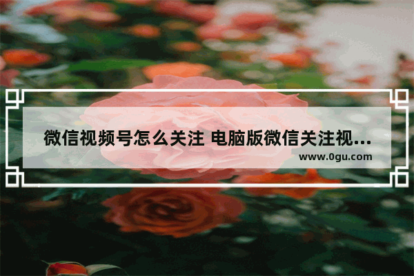 微信视频号怎么关注 电脑版微信关注视频号的方法