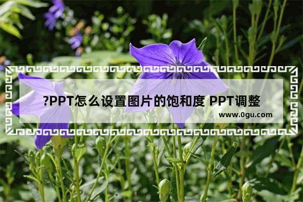 ?PPT怎么设置图片的饱和度 PPT调整图片的颜色饱和度的方法教程