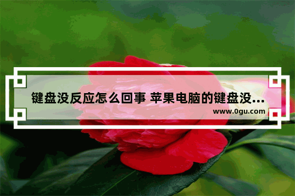 键盘没反应怎么回事 苹果电脑的键盘没反应怎么回事