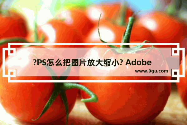 ?PS怎么把图片放大缩小? Adobe Photoshop放大或者缩小图片的方法教程