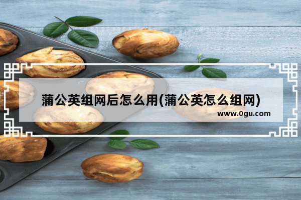 蒲公英组网后怎么用(蒲公英怎么组网)