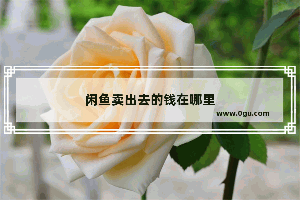 闲鱼卖出去的钱在哪里