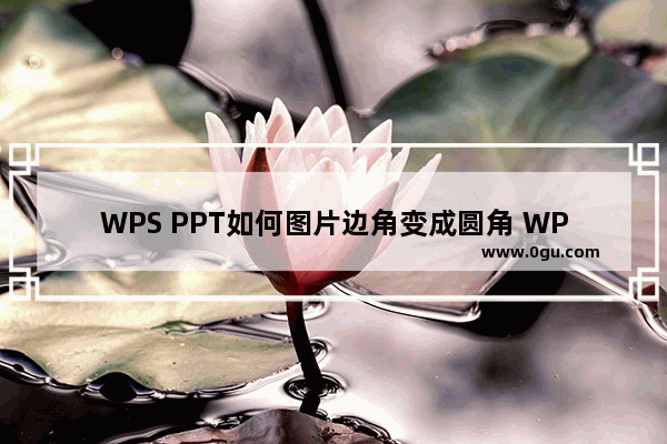 WPS PPT如何图片边角变成圆角 WPS PPT图片边角变成圆角的方法
