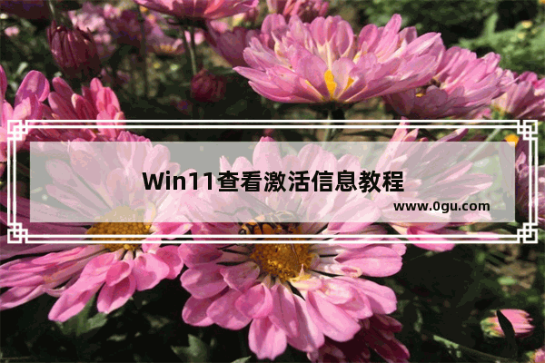 Win11查看激活信息教程