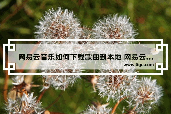 网易云音乐如何下载歌曲到本地 网易云音乐下载歌曲到本地方法