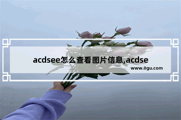 acdsee怎么查看图片信息,acdsee看图软件使用