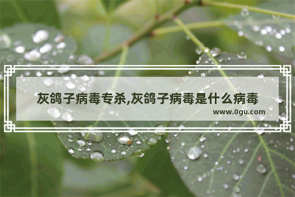 灰鸽子病毒专杀,灰鸽子病毒是什么病毒