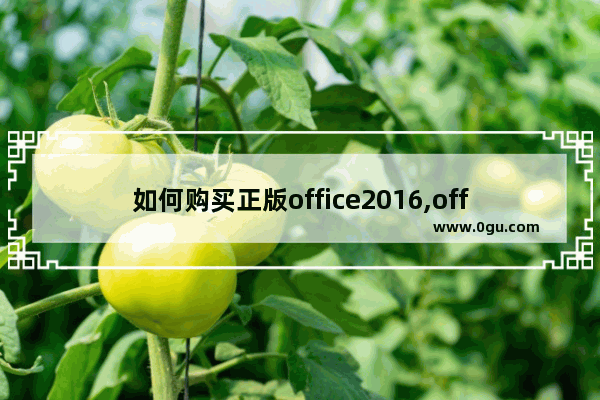 如何购买正版office2016,office2016正版购买 1