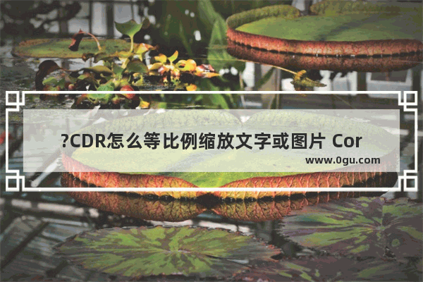 ?CDR怎么等比例缩放文字或图片 CorelDRAW等比例缩放文字或图片保证不变形的方法教程