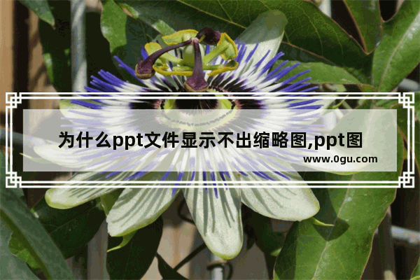 为什么ppt文件显示不出缩略图,ppt图标显示的是缩略图怎么办