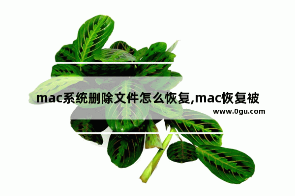 mac系统删除文件怎么恢复,mac恢复被删除的文件