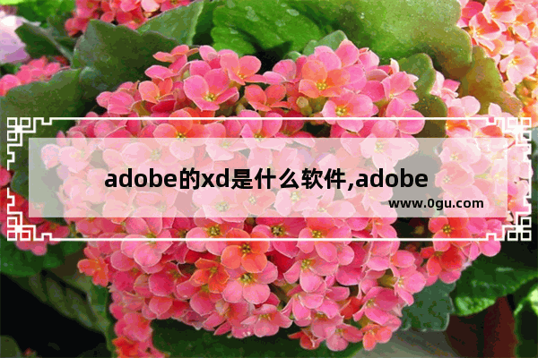 adobe的xd是什么软件,adobe xd是做什么的
