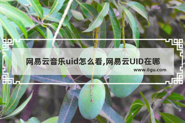 网易云音乐uid怎么看,网易云UID在哪