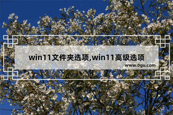 win11文件夹选项,win11高级选项