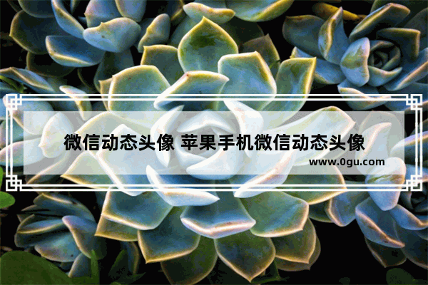 微信动态头像 苹果手机微信动态头像