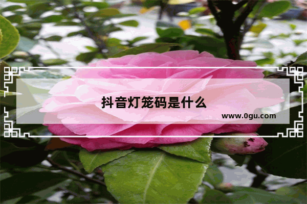 抖音灯笼码是什么