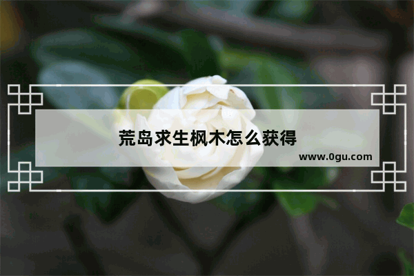 荒岛求生枫木怎么获得