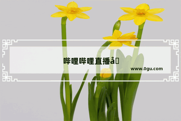 哔哩哔哩直播回放如何查看