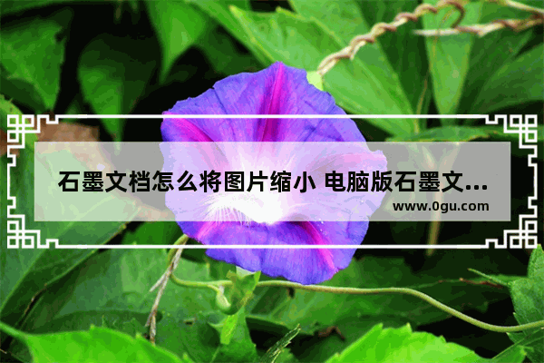 石墨文档怎么将图片缩小 电脑版石墨文档将图片缩小的方法