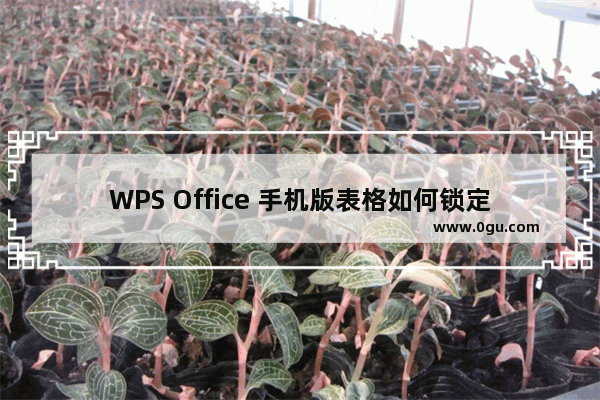WPS Office 手机版表格如何锁定单元格格式