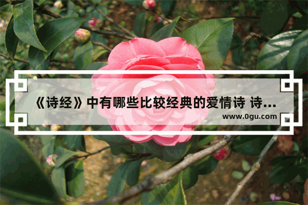 《诗经》中有哪些比较经典的爱情诗 诗经里爱情唯美的句子