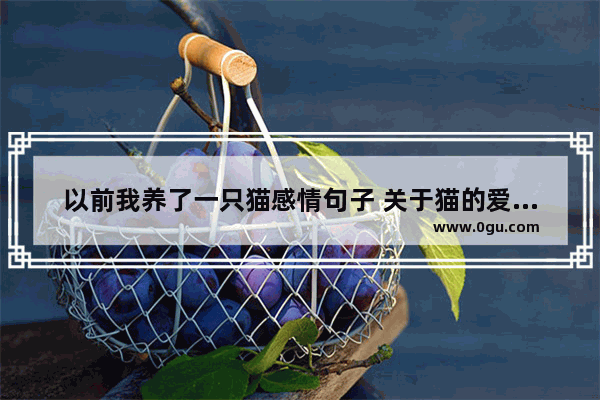以前我养了一只猫感情句子 关于猫的爱情句子