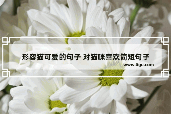 形容猫可爱的句子 对猫咪喜欢简短句子