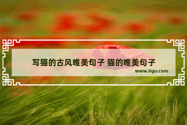 写猫的古风唯美句子 猫的唯美句子