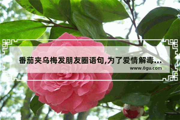 番茄夹乌梅发朋友圈语句,为了爱情解毒的句子