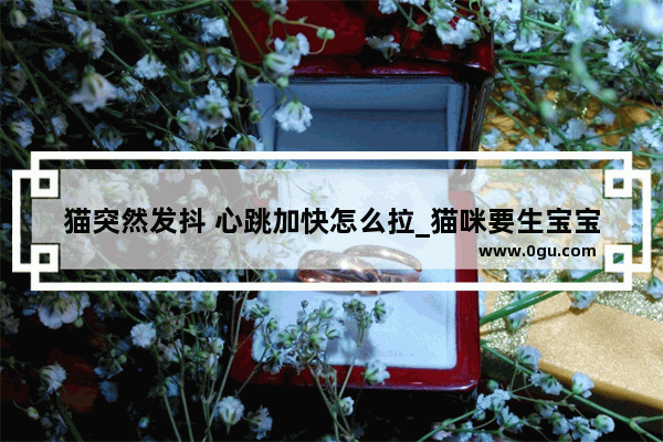 猫突然发抖 心跳加快怎么拉_猫咪要生宝宝发朋友圈的内容