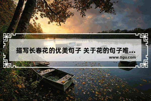 描写长春花的优美句子 关于花的句子唯美短句