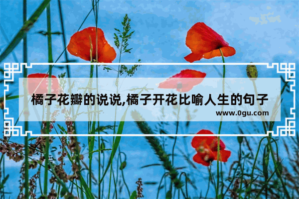 橘子花瓣的说说,橘子开花比喻人生的句子
